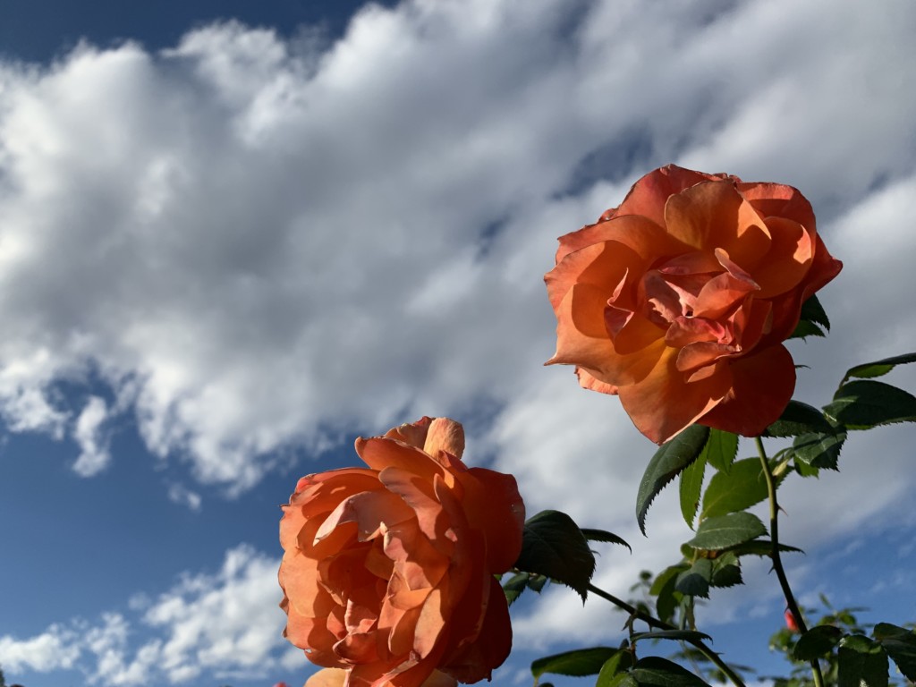 フリー画像素材 いい雰囲気の花と空 フリー素材のaphoto アフォト