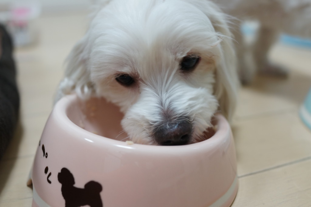 フリー画像素材 夢中でエサを食べる犬 フリー素材のaphoto アフォト