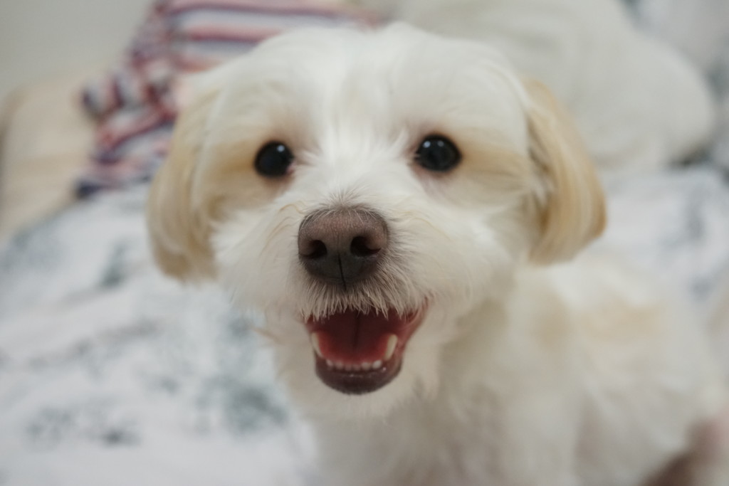 フリー画像素材 ちょっと笑ってる犬 フリー素材のaphoto アフォト