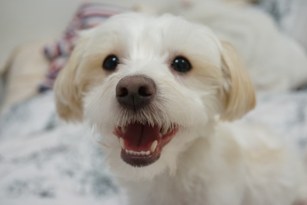 嬉しそうに笑う犬 フリー素材のaphoto アフォト