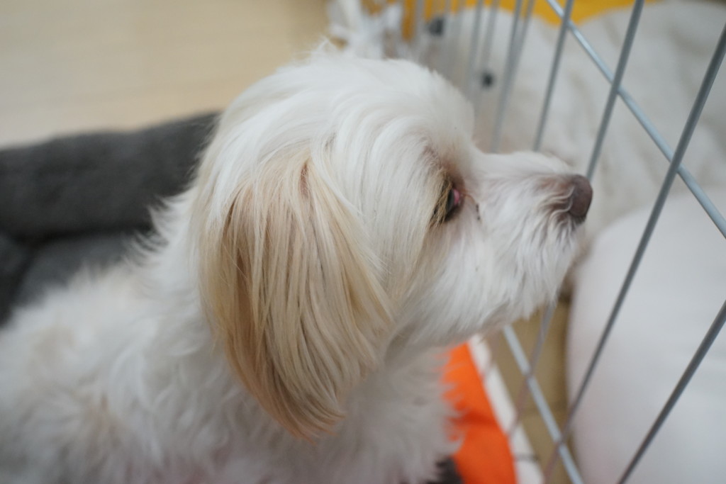 フリー画像素材 寂しそうな顔でゲージの外を見つめる犬 フリー素材のaphoto アフォト
