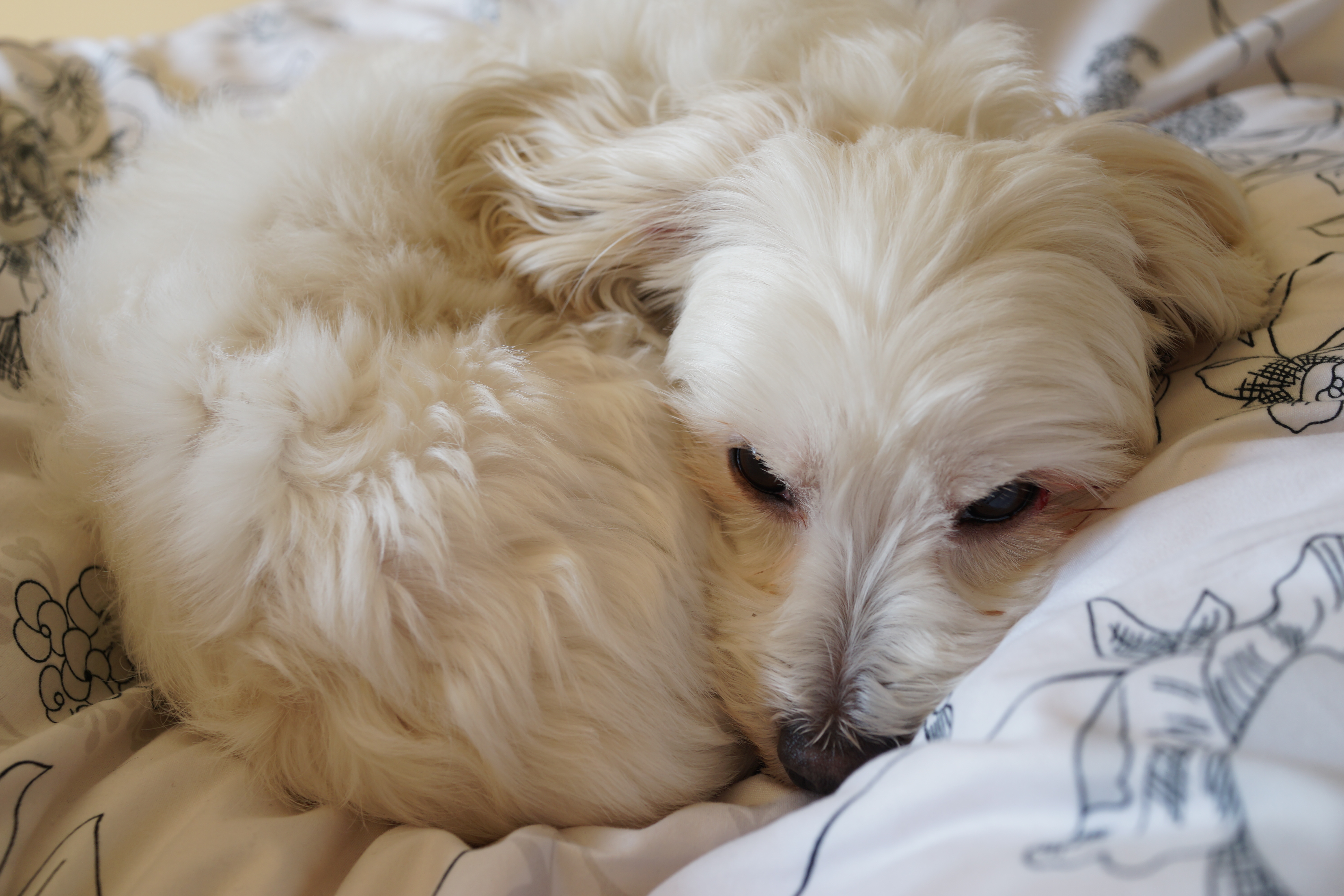 フリー画像素材 寒いから丸まって寝る犬 フリー素材のaphoto アフォト