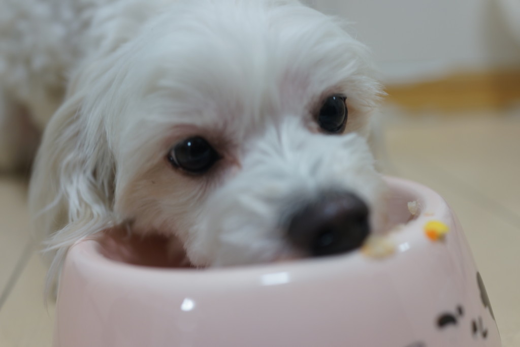 フリー画像素材 必死にエサを食べる犬 フリー素材のaphoto アフォト