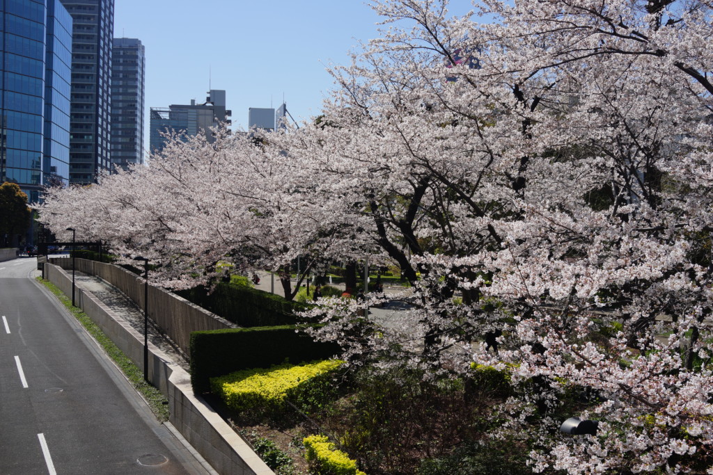 フリー画像素材 都会の桜名所 フリー素材のaphoto アフォト