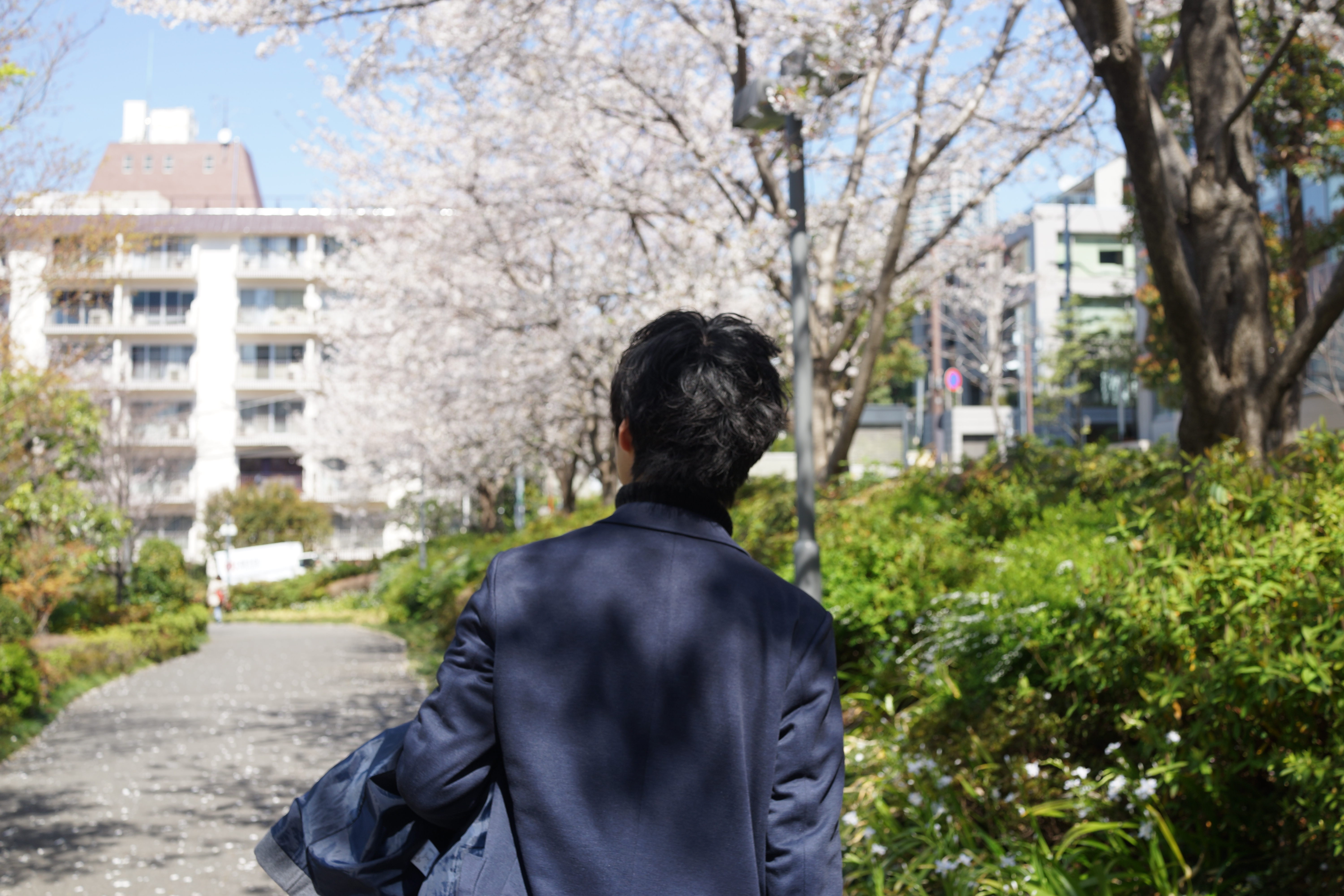 フリー画像素材 公園の桜を眺めながら歩く男性の後ろ姿 フリー素材のaphoto アフォト