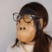 メガネがずれているゴリラ