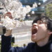 花見中に酔っ払って桜を食べようとする男性