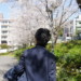 公園の桜を眺めながら歩く男性の後ろ姿