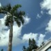 南国っぽいヤシの木と夏空