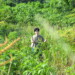 草むらからこちらを見つめてくる男性